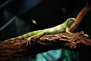 BANDED-IGUANE-01